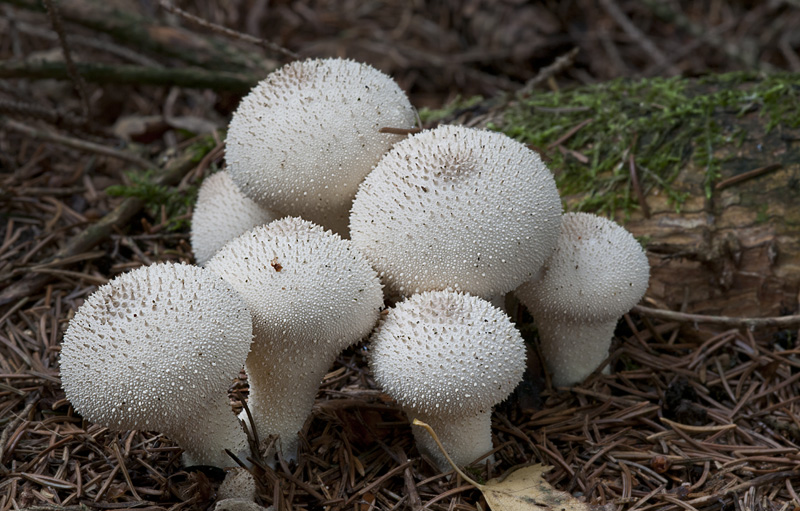 Lycoperdon perlatum